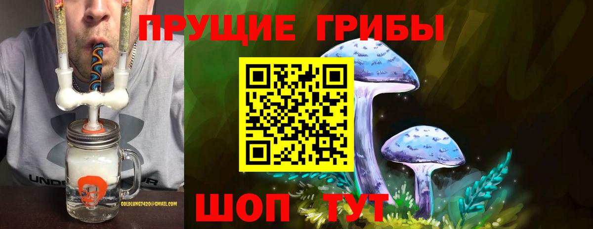 Псилоцибиновые грибы Psilocybine cubensis Гусиноозёрск